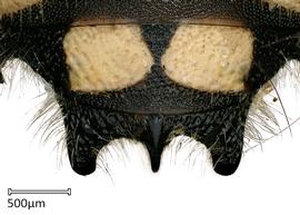   Anthidium maculifrons nbsp;male, dorsal view of seventh tergum (T7), photo: Jeni Sidwell 
